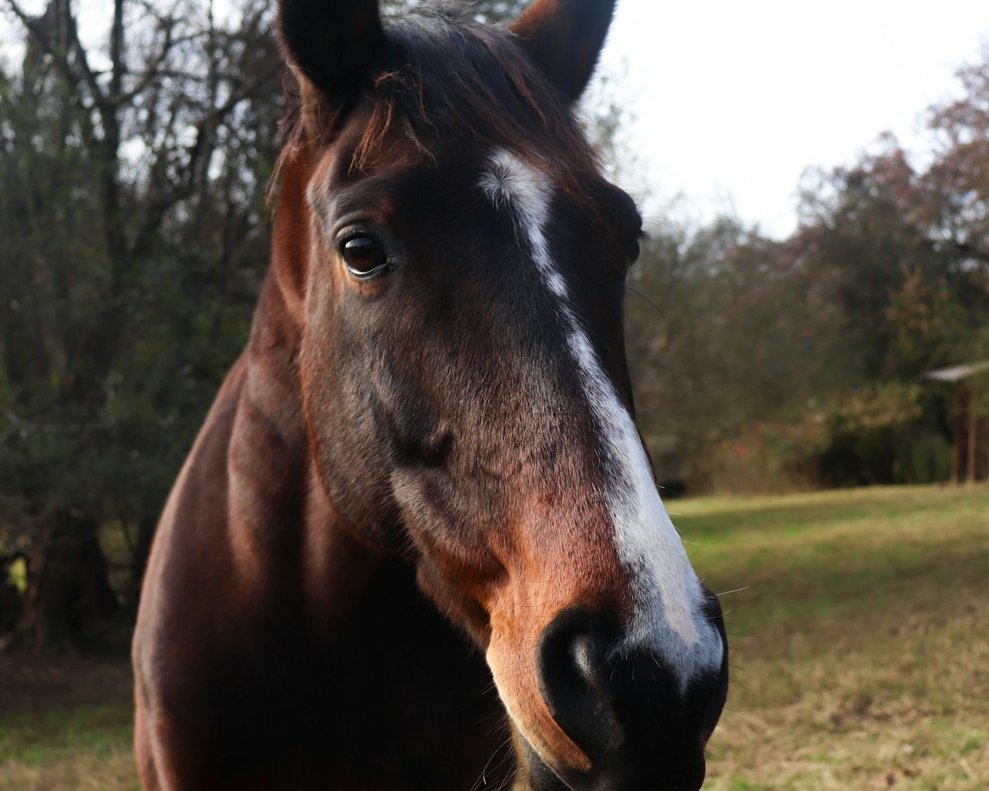 Primo piano di un cavallo all’aperto