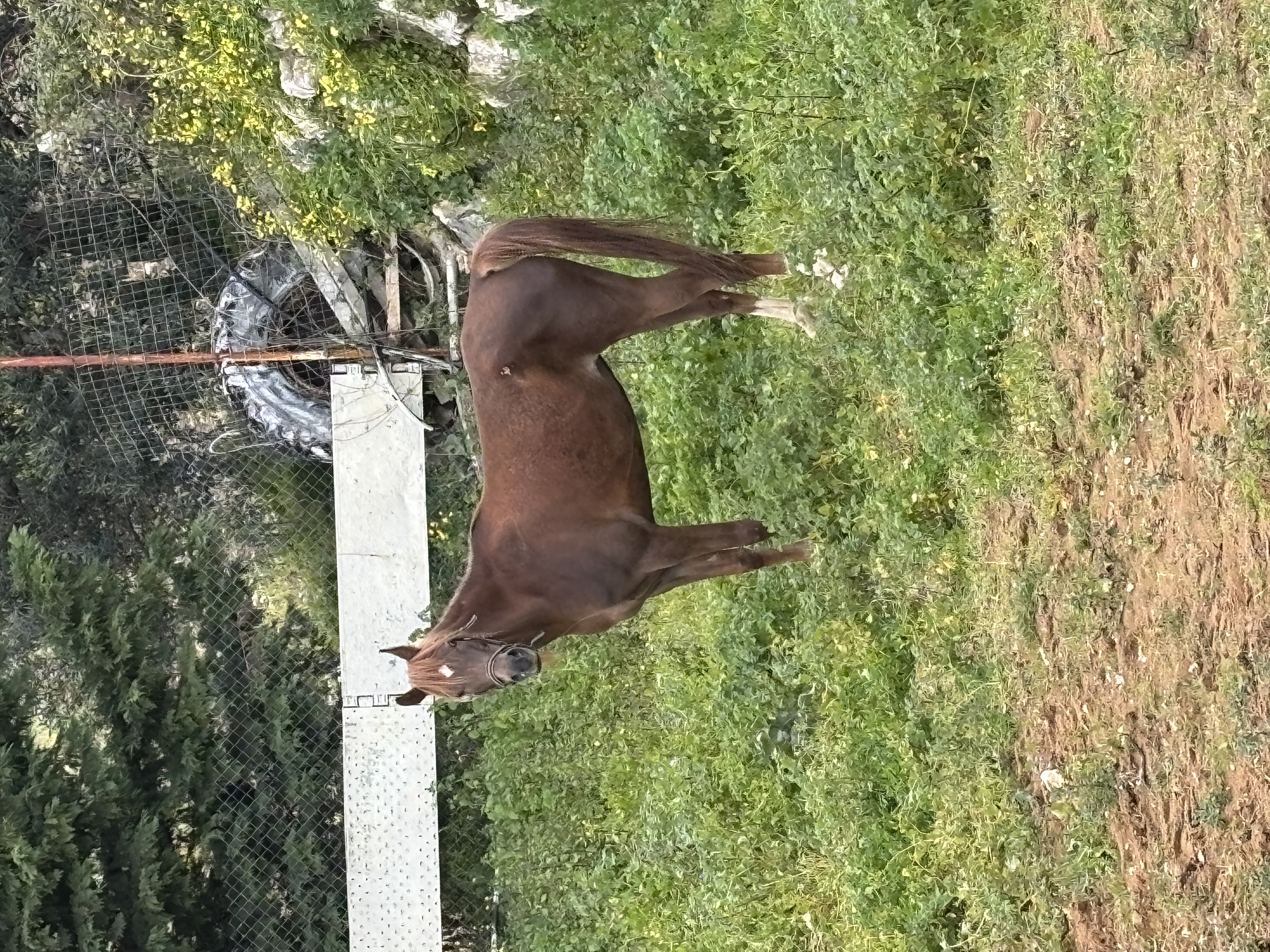 Najah — foto 3