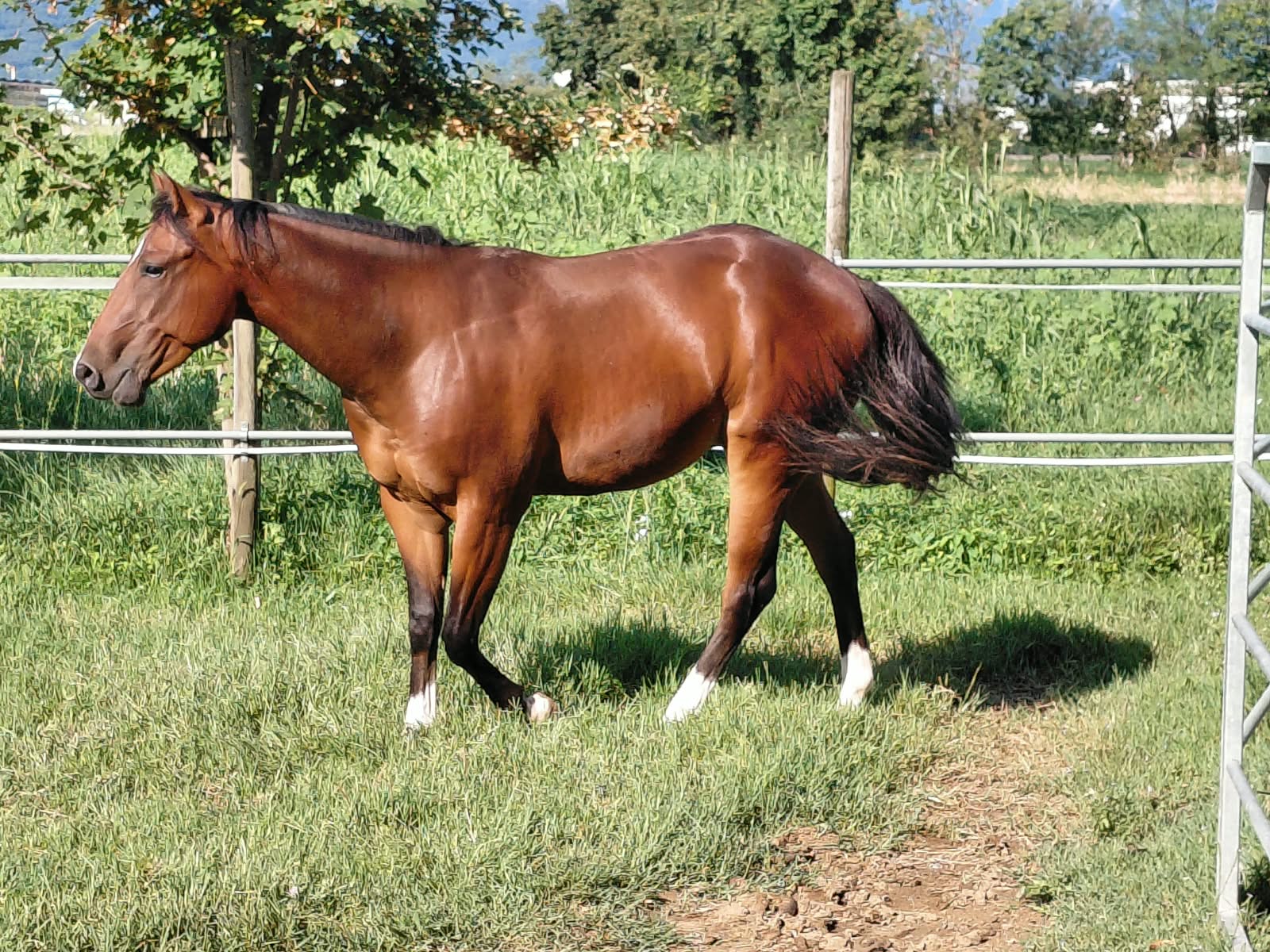 Prince sailor sting — foto 3
