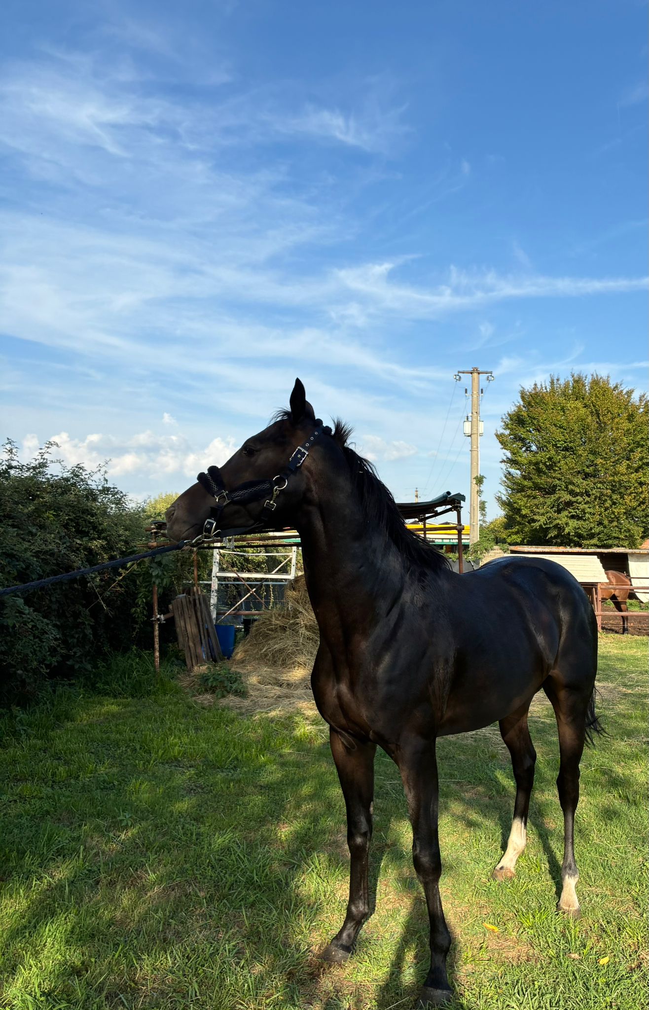 Tommy il grande — foto 2