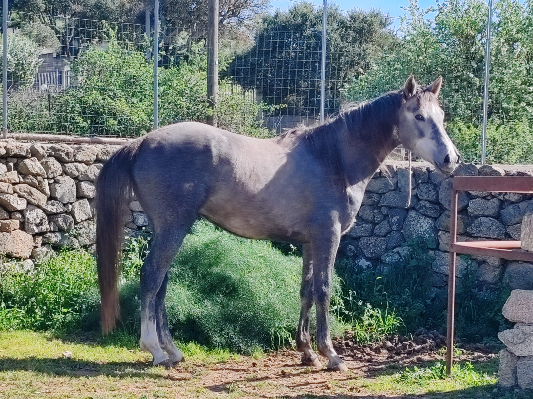 Gulliver